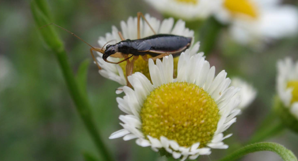 A dark brown damsel bug on a white flower.